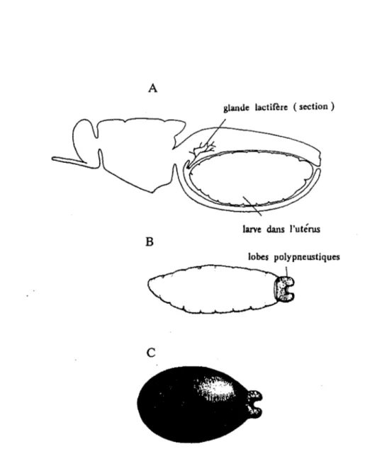 Fig.  12  - Stades préimaginaux  des  glossines.  A  : larve dans l'utérus de  la  femelle;  B : larve; C : pupe (1)