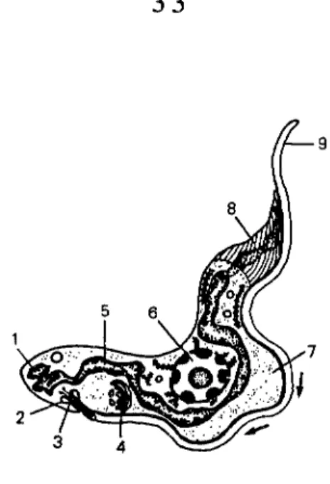 Fig.  16 - Structure (vue en microscopie électronique) d'un trypanosome,  espèce T.  brucei