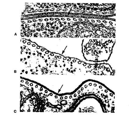 Fig.  17 - Sections de trypanosomes (T.  congo/ense)  photographiées au  microscope électronique
