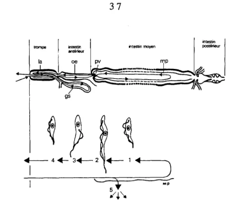 Fig. 19 - Cycle du trypanosome chez la glossine. 