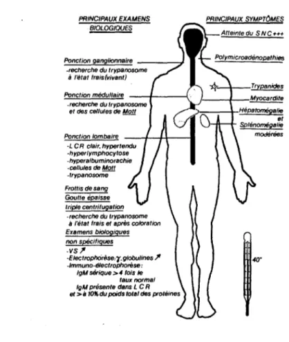Fig.  20  - Symptomatologie de la  trypanosomiase  humaine africaine (14). 