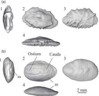 Figure 3 Frontal (1), medial (2), lateral (3) and dorsal (4) view of the left sagitta in female (a) and male (b) of Neobythithes gilli.