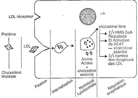 Figure 3 : Selon Sassolas et al.,  1990 (96) 