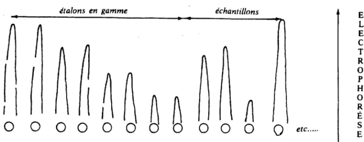 Figure 6 : Electroimmunodiffusion de Laurell 