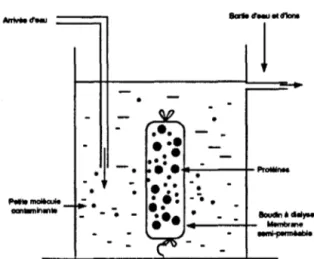 Figure  N°  6  : Dialyse sous eau courante d'une solution de protéines  IV.2.2  Précipitation sélective 