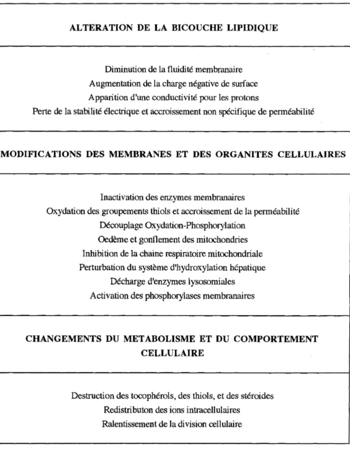 Tableau  5 :  Les Principales conséquences cellulaires des attaques radicalaires (d'après  EMERIT  et coll, 1986)