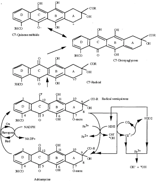 Figure 5:  cycle red-ox de l'ADR (d'après SINHA et coll, 1984). 