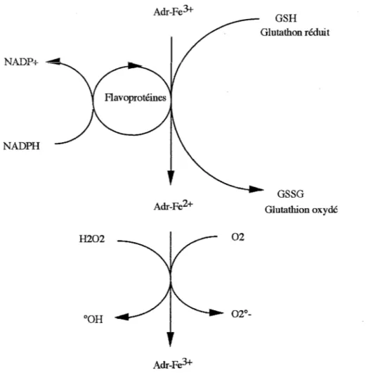 Figure 6: réduction du complexe ADR-Fe3+ 