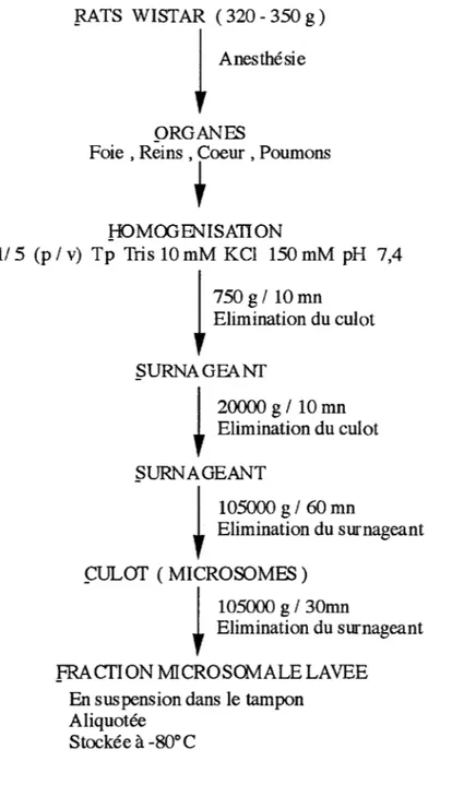 Figure 8: Les différentes étapes de préparation des microsomes tissulaires. 