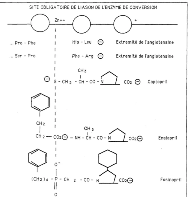 Figure  Il : Sites d'interaction entre les inhibiteurs et  l'enzyme de conversion 
