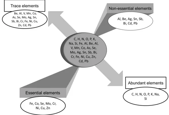 Fig. 4. Essential and non-essential elements, abundant or in traces (modified after Amiard 2011)