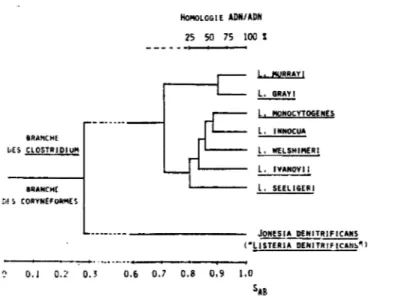 Figure 1 :Structure phylogénétique du genre Listeria.  BRAHCHE  ~ES  CLOSTRIDIUM  &amp;RANCH[  nf!;  CORYH~FORMES  HolloLOGIE  ADN/ADN 25  50  75  100  % L