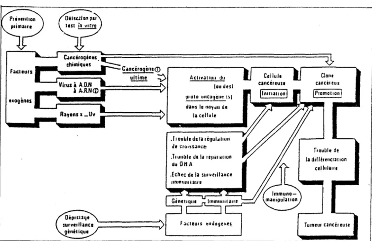 TABLEAU  2 -1 :  Mécan isme   de  l a cancé rogénè se ~ c u l t ime   : : ;) Rayons  ._uv Ac11va ! lun  du(uu t les l11111111  c~  ~  dans ht~  lie la c~ .11 uu l 