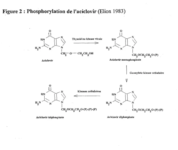 Figure 2  : Phosphorylation de l'aciclovir (Elion  1983)  0  ~ N  Klna&gt;es cellulaires  liN'-...__  jl)&gt;  HNJ.:;  N  2  N  J  CH 2  OCU 2  CH 2  0-(P)-(P)-{P)  Aclclovlr triphosphate  0  ~ri UN&#34;---