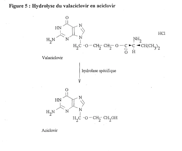 Figure  5 :  Hydrolyse du valaciclovir en  aciclovir  0  ~  ~N  Jl  ~  HCl  H2N  N  ~  fH2  Valaciclovir  0  H 2 C  -O-C~  C~ 0  -s.,..~  ...,.CH(CH 3 )0 H  2  ~ JLN~  ~N  H 2 N  N  l  H 2 C  -o-C~  CH 2 0H  Aciclovir 