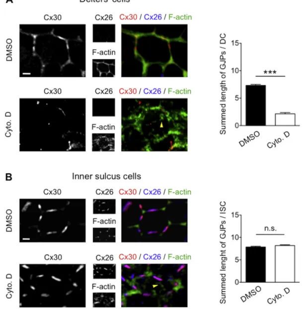 Fig. 5. Actin depolymerization di ﬀ erently a ﬀ ects Cx30 homomeric and Cx26/Cx30 heteromeric GJPs.