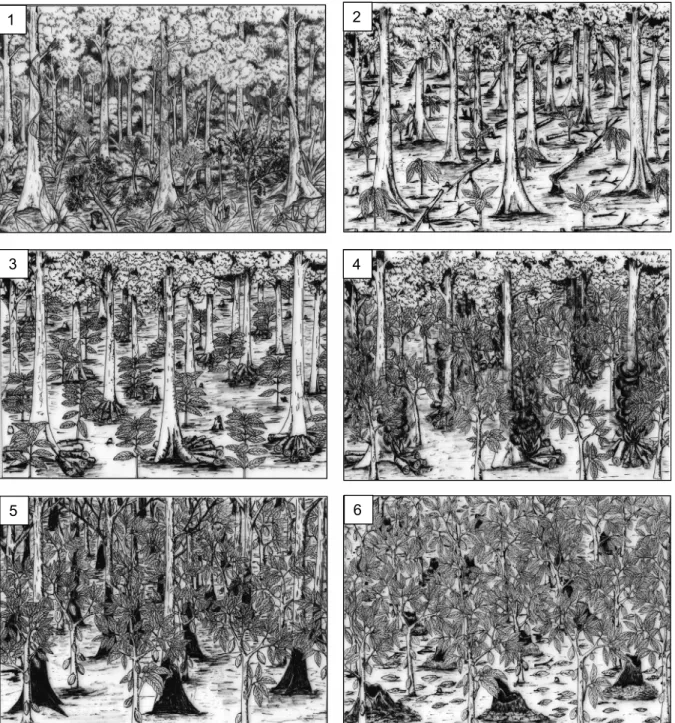 Fig. 6. Process of creation of cocoa plantation in the classified forest of Haut-Sassandra