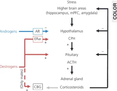 Fig. 2. Sex differences in adolescent vulnerability to depression. ACTH, adrenocorticotrophic hormone; AR, androgen receptor; CBG,  corticosteroid-binding globulin; CPH, ??? ; ER, oestrogen receptor; mPFC, medial prefrontal 6 cortex