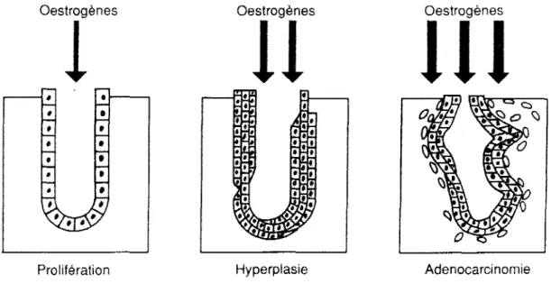 Figure 12  : Effets de l'association estroprogestative sur l'endomètre comparés aux effets  des estrogènes seuls