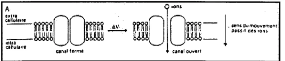 Fig.  5:  Canaux voltage-dépendants. 