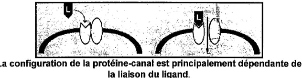 Fig.  7:  Canaux récepteurs-dépendants. 