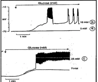 Fig.  17: Activité d'une  cellule  13  après perfusion  de glucose. 