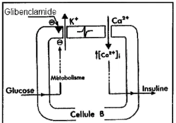 Fig. 21:  Illustration schématique du  mécanisme de la sécrétion d'insuline par le glibenclamide 
