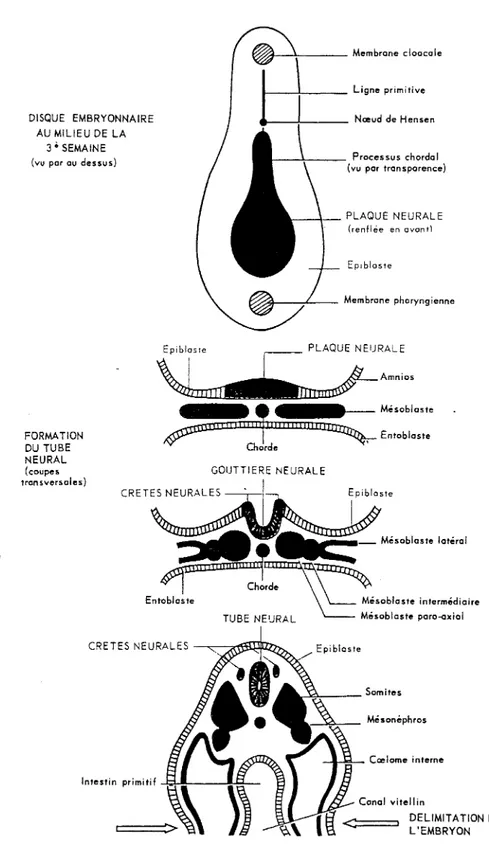 Figure n°2. Formation de la gouttière neurale et des crêtes neurales. 