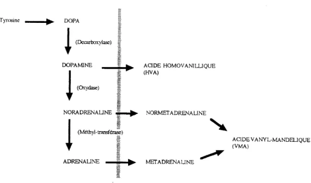 Figure  n°11.  Catabolltes  urinaires  des  catécholamines 