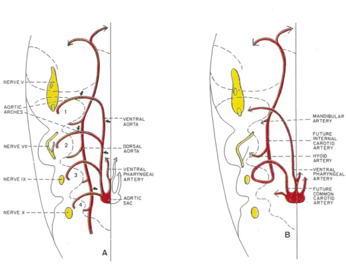 Figure n°14. Représentation selon Moret d'une hémi-extrémité céphalique chez un  embryon humain de 5 mm au stade branchial  (A), et de  13 mm alors  que le  stade  branchial est achevé (B)