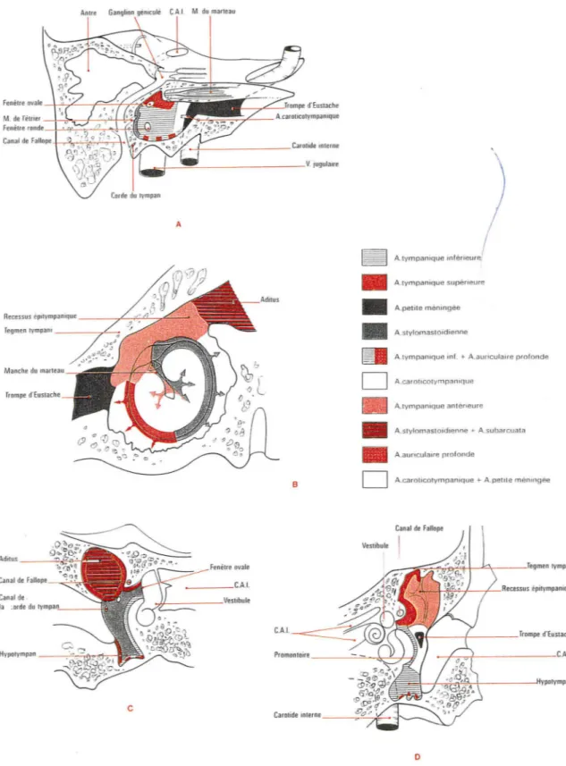 Figure  n°16.  Différ ents  territoires  vasculaires  de  la  caisse  de  l'oreille  moyenne  selon Moret