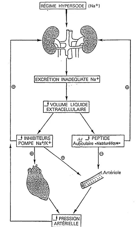 Figure 4.  Diagramme montrant les hypothétiques rôles de la pompe Na  +;r,  in (26) 