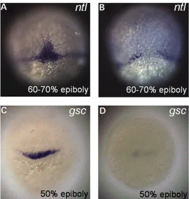 Figure 5. Effect of sesn1-MO knockdown on the expression of ntl and gsc. Dorsal view with animal pole up on wild-type embryos (A and C) showing normal expression of ntl (A) and gsc (C) and on sesn1-MO knockdown class III embryos (B and D) showing absence o