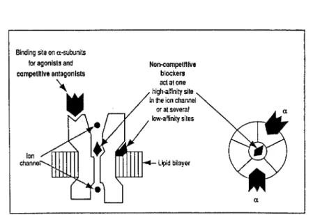 Figure  11  : Modèle de récepteur nicotinique  a 