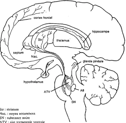 Figure 21  : Principales projections dopaminergiques 