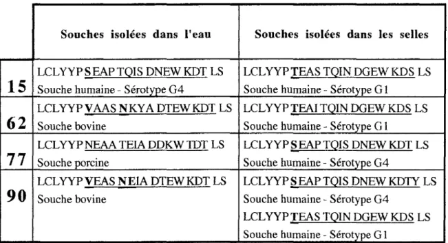 Tableau 6- Séquences  aminoaacide  déduites  (région  A/protéine  VP7)  des  rotavirus  isolés  dans  l'eau  et dans  les  selles  correspondantes, 