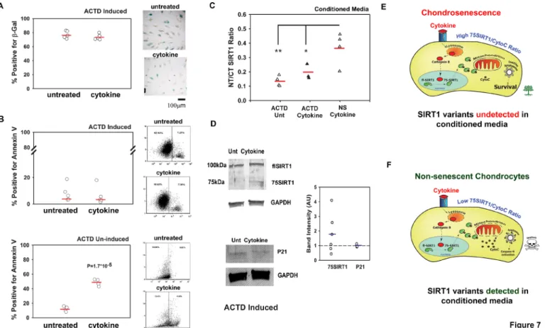 Figure 7  Non- senescent (NS) apoptotic chondrocytes contribute to N- terminal (NT)/C- terminal (CT) SIRT1 ratio in conditioned media