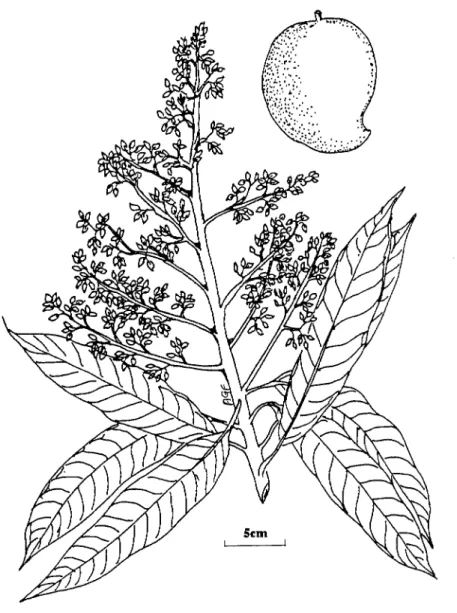Fig. 6 : (Singh 1960) Inflorescence du manguier 