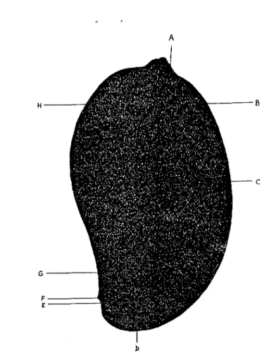 Fig.  8 : (Singh  1960) Le fruit du manguier 