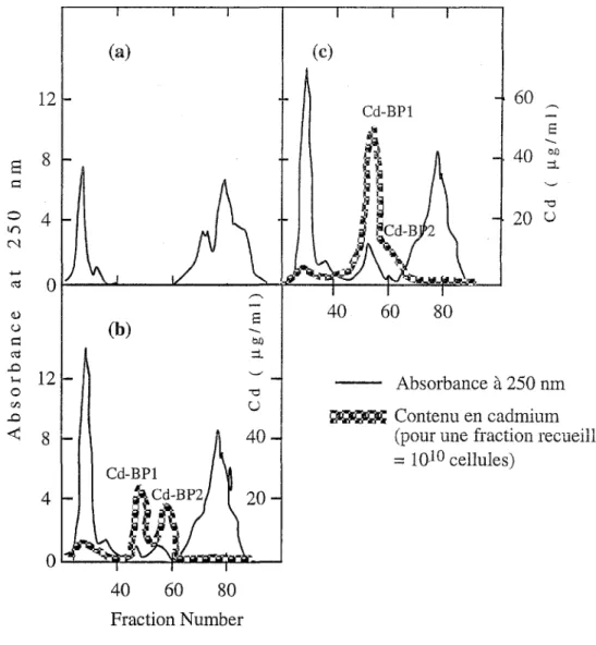 Figure  6: Analyse par filtration sur gel des complexes Cd-cadystines (Hayashi and Mutoh,  1994)