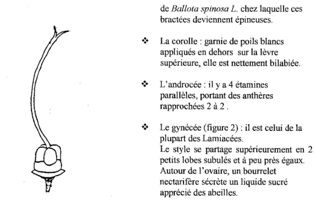 Figure 2 : Le gynécée de Ballota nigra  L.  (31) 