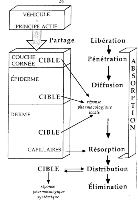 Figure 9: Représentation schématique des différentes étapes intervenant lors de l'absorption  percutanée