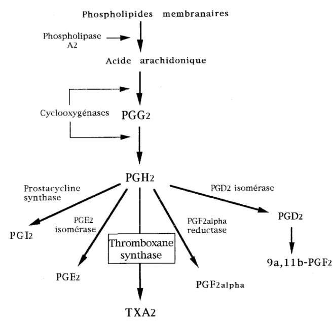 Figure  1  :  Schéma  général  de  la  voie  métabolique  des  prostanoïdes,  d'après  Devillier et col
