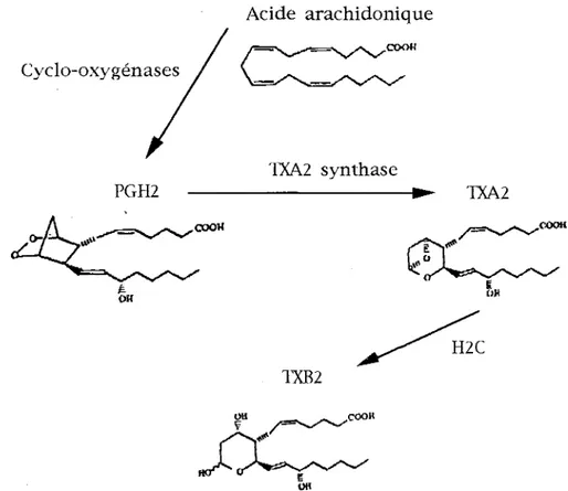 Figure  2  : Représentation schématique de la voie métabolique du TXAz,  d'après  Armstrong et col.,  ( 1995) 