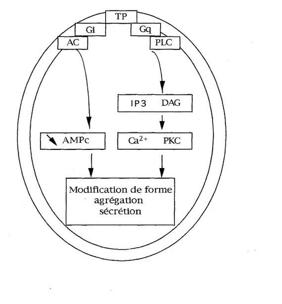 Figure  4  :  Représentation  schématique  simplifiée  du  mécanisme  d'action  du  TXAz  sur la plaquette, d'après Gorman et col.,  (1978) 