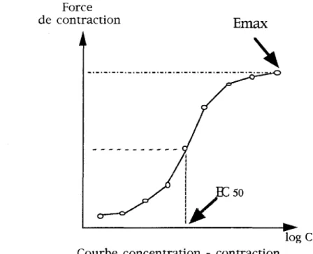 Figure  12  :  Représentation  schématique  d'une  courbe  effet-dose  et  de  la  détermination graphique de l'Emax et de l'EC  50 