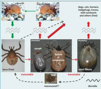 Figure 1 : cycle de transmission de Borrelia burgdorferi et  morphologie de la tique aux différents stades de son cycle  (source : Pantchev et al