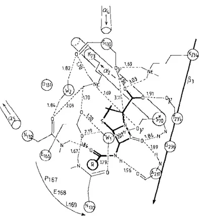 Figure  10  Hydrogen  bonding  interactions  between  penicillin  and  the  active  site  of  the  Strep­