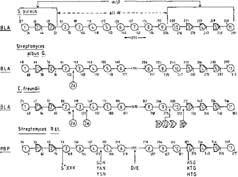 Figure  5  Occurrence  of  the  conserved  motifs  and  secondary  structures  along  the  amino  acid  sequences of the  S