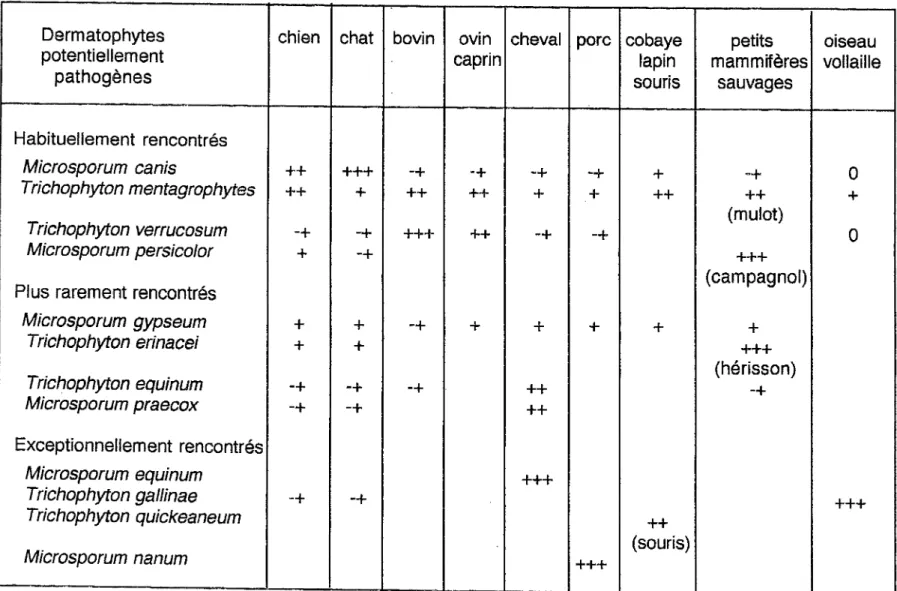 Tableau  Il - Source  de  contamination  habituelle  des  dermatophytes  zoophiles  d'après  CHABASSE 